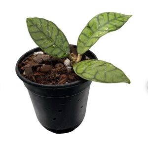 Hoya Callistophylla 4”